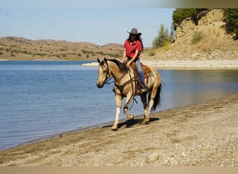American Paint Horse, Wallach, 11 Jahre, 155 cm, Schecke