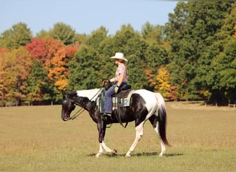 American Paint Horse, Wallach, 11 Jahre, 155 cm, Schecke