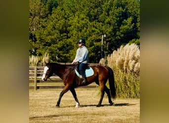 American Paint Horse, Wallach, 11 Jahre, 157 cm, Rotbrauner