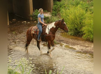 American Paint Horse, Wallach, 11 Jahre, 157 cm, Tobiano-alle-Farben