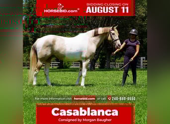 American Paint Horse Mix, Wallach, 11 Jahre, 160 cm, Schecke