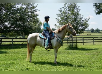 American Paint Horse Mix, Wallach, 11 Jahre, 160 cm, Schecke