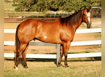 American Paint Horse, Wallach, 11 Jahre, 168 cm, Rotbrauner