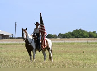 American Paint Horse, Wallach, 11 Jahre, Schecke