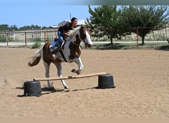 American Paint Horse, Wallach, 11 Jahre, Schecke