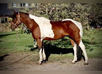 American Paint Horse, Wallach, 11 Jahre, Tobiano-alle-Farben