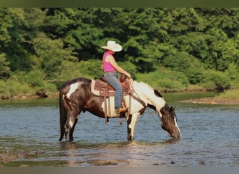 American Paint Horse, Wallach, 12 Jahre, 152 cm, Schecke