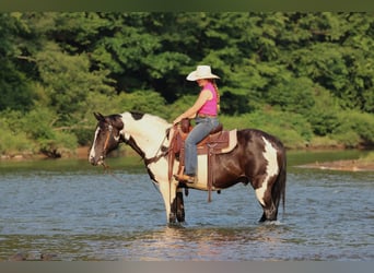 American Paint Horse, Wallach, 12 Jahre, 152 cm, Schecke