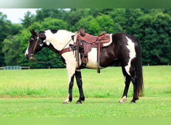 American Paint Horse, Wallach, 12 Jahre, 152 cm, Schecke