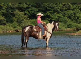 American Paint Horse, Wallach, 12 Jahre, 152 cm, Schecke