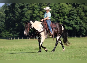 American Paint Horse, Wallach, 12 Jahre, 152 cm, Schecke