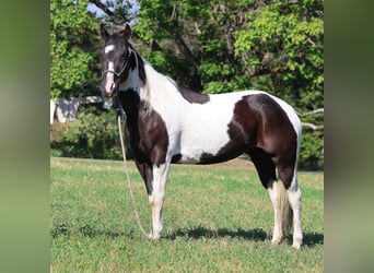 American Paint Horse, Wallach, 12 Jahre, 152 cm, Schecke