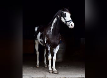 American Paint Horse, Wallach, 12 Jahre, 154 cm, Overo-alle-Farben