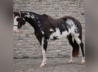 American Paint Horse, Wallach, 12 Jahre, 154 cm, Overo-alle-Farben