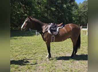 American Paint Horse, Wallach, 12 Jahre, 157 cm, Overo-alle-Farben