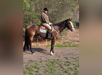 American Paint Horse, Wallach, 12 Jahre, 157 cm, Overo-alle-Farben