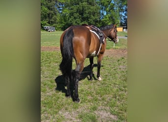 American Paint Horse, Wallach, 12 Jahre, 157 cm, Overo-alle-Farben