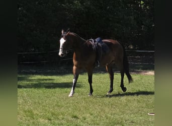 American Paint Horse, Wallach, 12 Jahre, 157 cm, Overo-alle-Farben