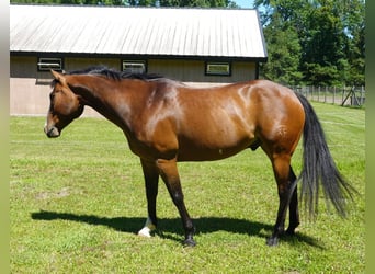 American Paint Horse, Wallach, 12 Jahre, 157 cm, Overo-alle-Farben