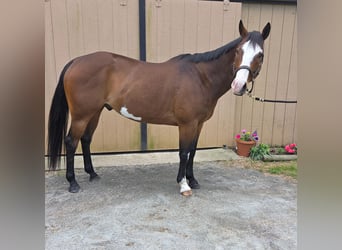 American Paint Horse, Wallach, 12 Jahre, 157 cm, Overo-alle-Farben