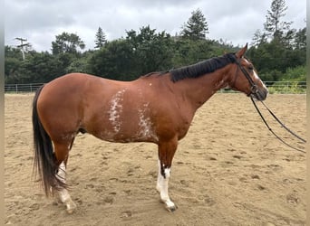 American Paint Horse, Wallach, 12 Jahre, 163 cm, Rotbrauner