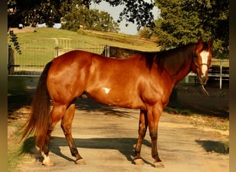 American Paint Horse, Wallach, 12 Jahre, 168 cm, Rotbrauner