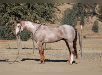 American Paint Horse, Wallach, 12 Jahre, Overo-alle-Farben