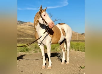 American Paint Horse, Wallach, 12 Jahre, Palomino