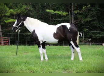 American Paint Horse, Wallach, 12 Jahre, Schecke