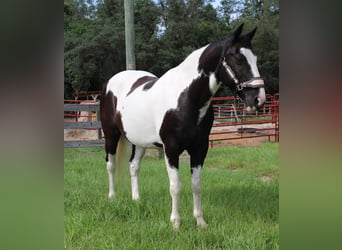 American Paint Horse, Wallach, 12 Jahre, Schecke