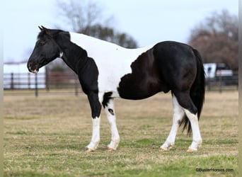 American Paint Horse, Wallach, 13 Jahre, 147 cm, Tobiano-alle-Farben