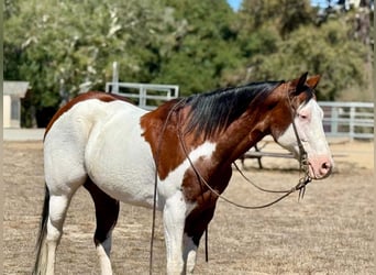 American Paint Horse, Wallach, 13 Jahre, 152 cm, Overo-alle-Farben