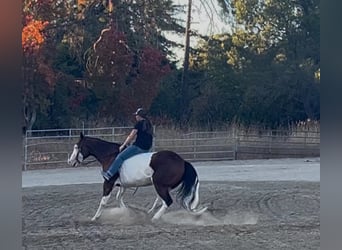 American Paint Horse, Wallach, 13 Jahre, 152 cm, Overo-alle-Farben