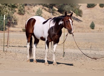 American Paint Horse, Wallach, 13 Jahre, 152 cm, Tobiano-alle-Farben