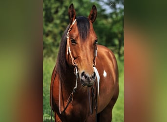 American Paint Horse, Wallach, 13 Jahre, 153 cm, Schecke