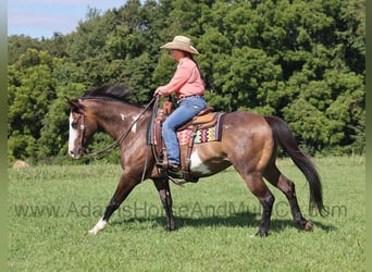 American Paint Horse, Wallach, 13 Jahre, 155 cm, Buckskin