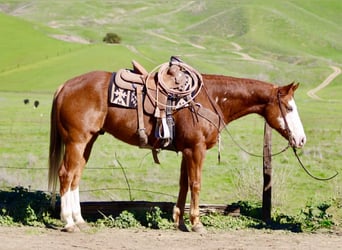 American Paint Horse, Wallach, 13 Jahre, 155 cm, Rotfuchs