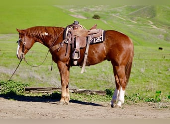 American Paint Horse, Wallach, 13 Jahre, 155 cm, Rotfuchs