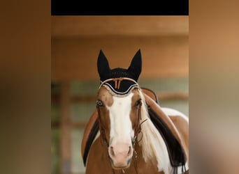 American Paint Horse, Wallach, 13 Jahre, 162 cm, Schecke