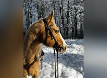 American Paint Horse, Wallach, 13 Jahre, 162 cm, Schecke