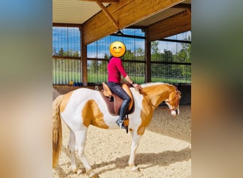 American Paint Horse, Wallach, 13 Jahre, 162 cm, Schecke