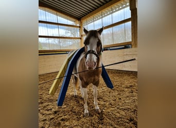 American Paint Horse, Wallach, 13 Jahre, 162 cm, Schecke
