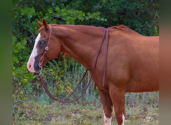 American Paint Horse, Wallach, 13 Jahre, 163 cm, Dunkelfuchs