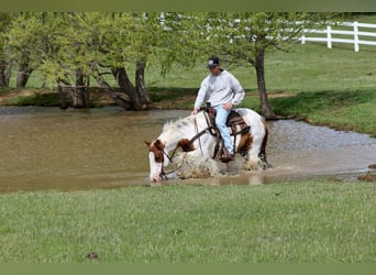 American Paint Horse, Wallach, 13 Jahre, 163 cm, Tobiano-alle-Farben