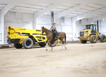 American Paint Horse, Wallach, 13 Jahre, Rotfuchs