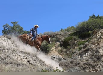 American Paint Horse, Wallach, 13 Jahre, Rotfuchs