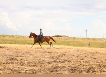 American Paint Horse, Wallach, 13 Jahre, Rotfuchs