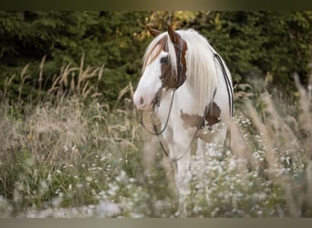 American Paint Horse Mix, Wallach, 14 Jahre, 149 cm, Schecke