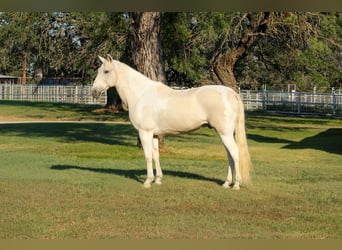 American Paint Horse, Wallach, 14 Jahre, 150 cm, Tobiano-alle-Farben