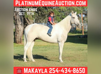 American Paint Horse, Wallach, 14 Jahre, 150 cm, Tobiano-alle-Farben